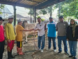 Sebanyak 4 ekor sapi dan 7 kambing kurban di salurkan melalui PTPN 1 Regional 5 kebun Ajung Gayasan di halaman Masjid Al-Fitrah
